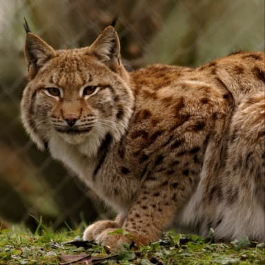Der Luchs