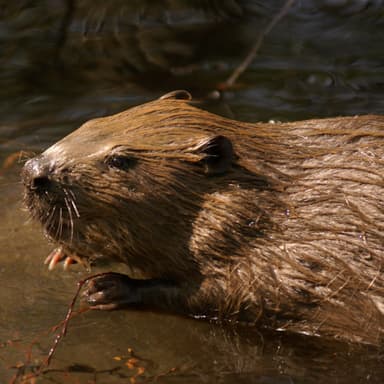 Der Biber