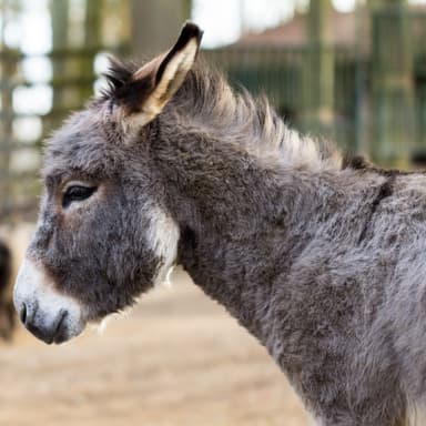 Zwergesel und Zackelschafe