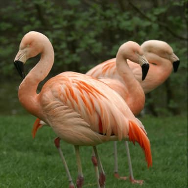 Der Chileflamingo