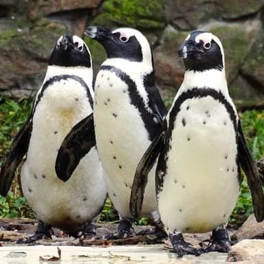 Der Brillenpinguin