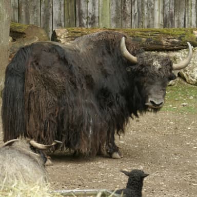 Der Yak