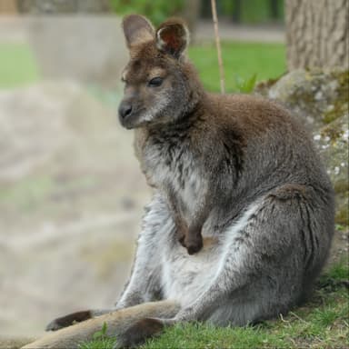 Bennet-Känguru und Emu