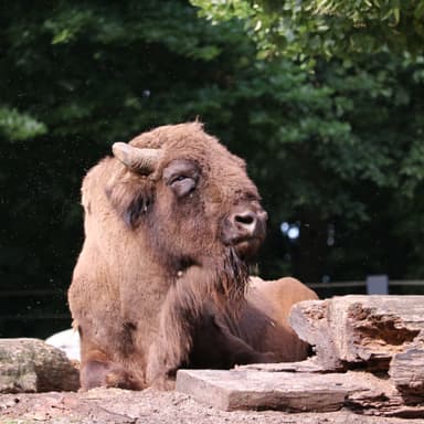 Wisent und Damhirsch