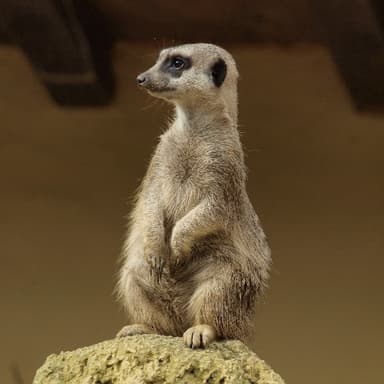 Das Erdmännchen