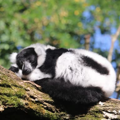 Der Schwarzweiße Vari