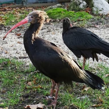Waldrapp und Gänsegeier