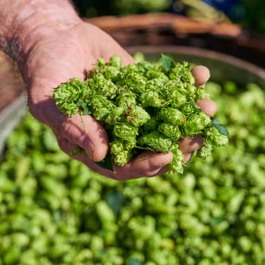 Bild von Eine eigene Trocknungsanlage – Hopfenverarbeitung am Lehnerhof