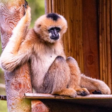 Bild von Die Gibbons
