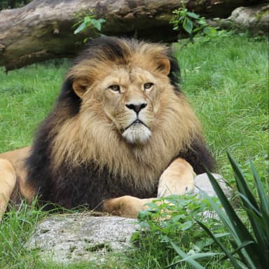 Der Löwe