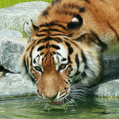 Der Tiger