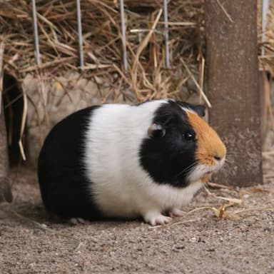 Das Meerschweinchen